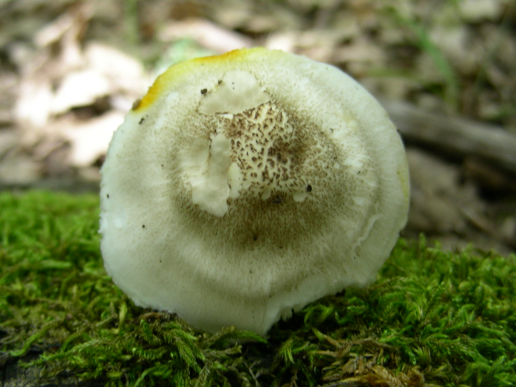 Pluteus petasatus !!!